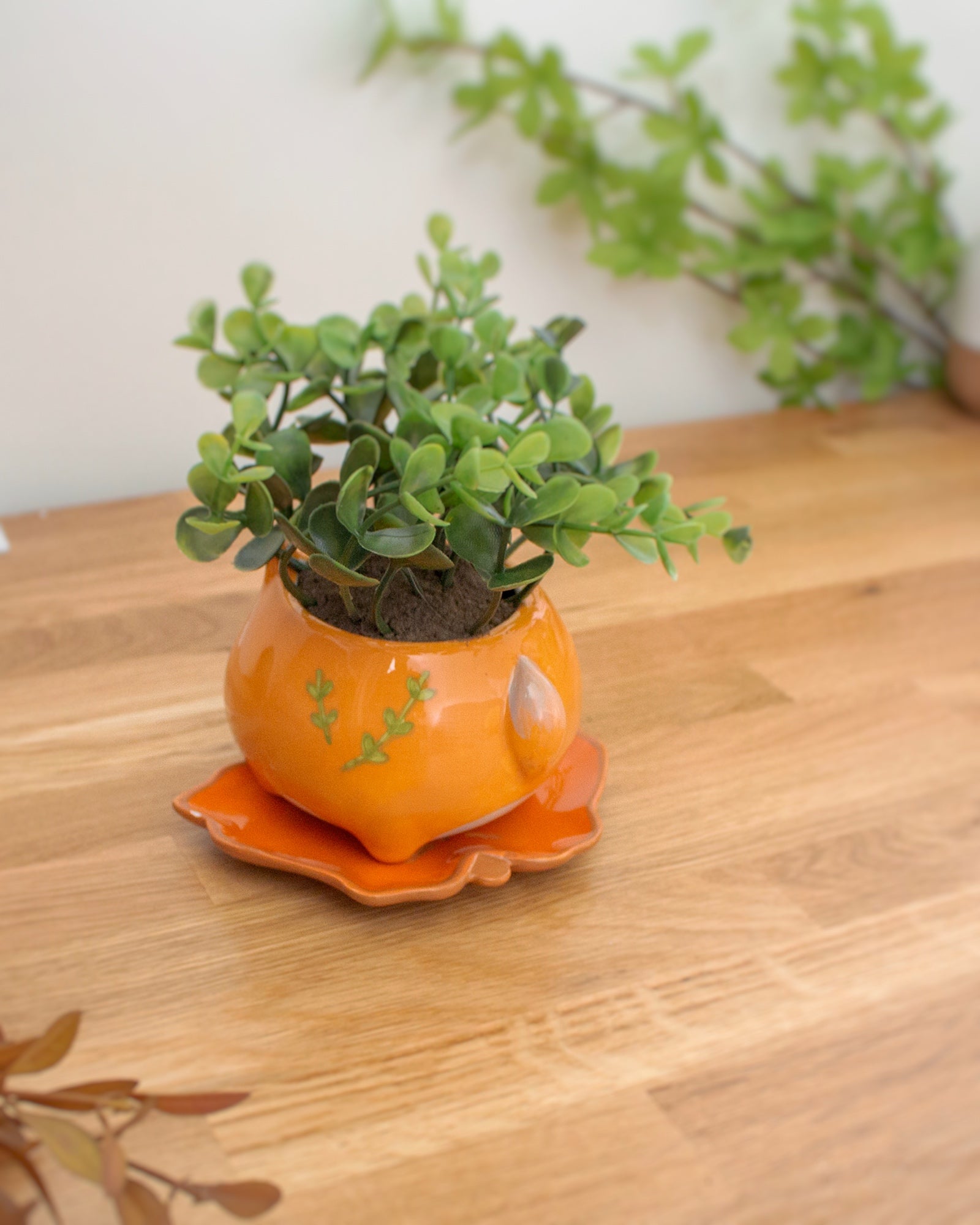saucer leaf plant Autumn leaf saucer