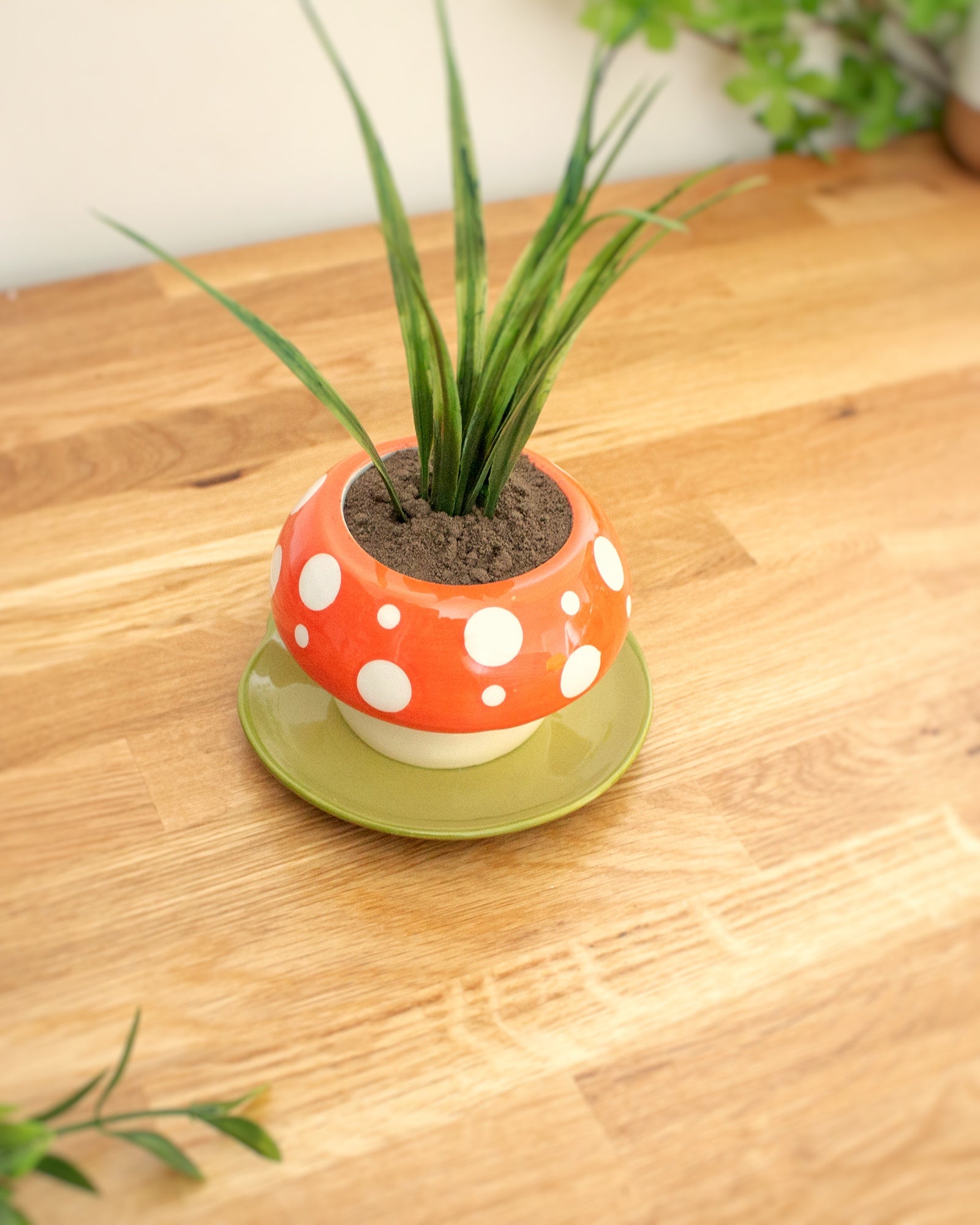 Mushroom planter