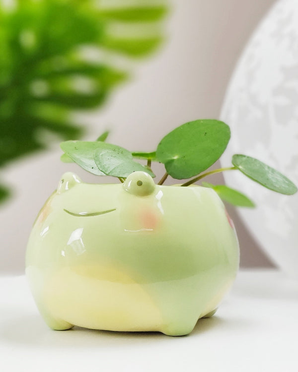 frog in plant pot Frog planter